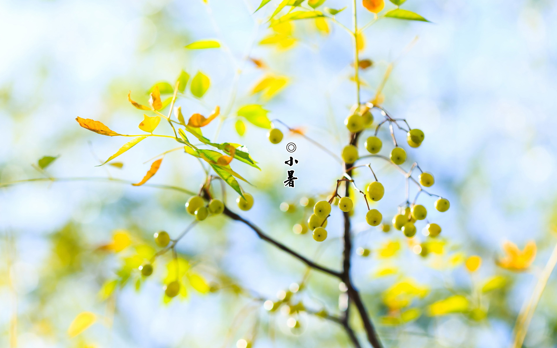 小暑进入伏天了吗 哪天开始进入伏天